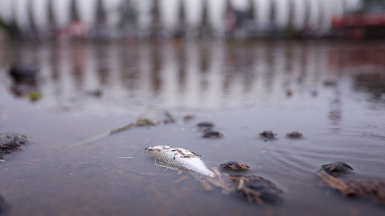 Nas ruas próximas ao Estádio Beira-Rio, em Porto Alegre, as águas do Guaíba baixam lentamente e peixes mortos começaram a aparecer no último sábado (11) 