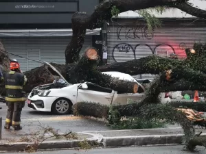 Em dia de caos, SP ganha prêmio da ONU por cuidado com árvores