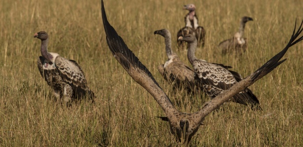 Abutres comem pedaços de carcaça de animal na reserva de Masai Mara, no Quênia - Ben Solomon/The New York Times