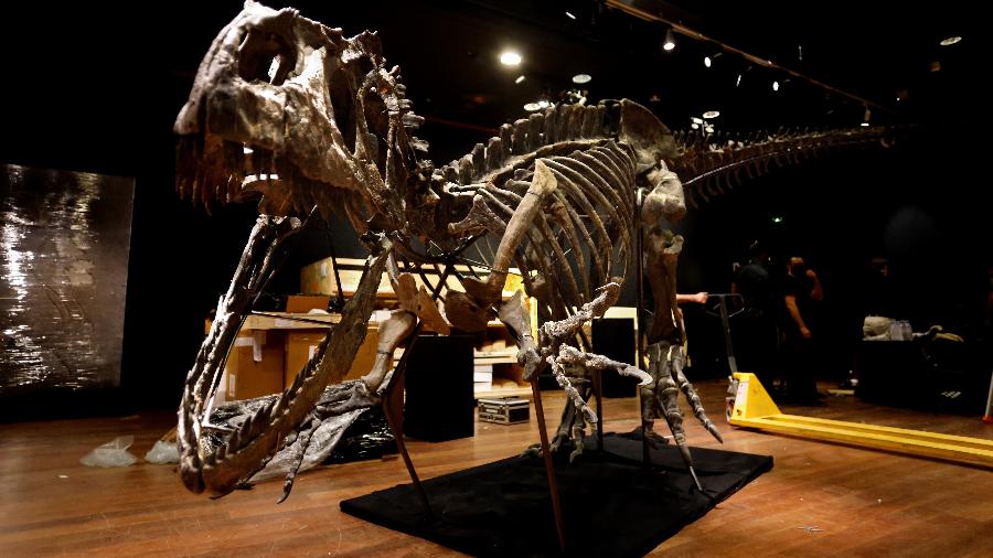 Esqueleto de um dinossauro da espécie Alossauro é leiloado em Paris, na França - THOMAS COEX / AFP