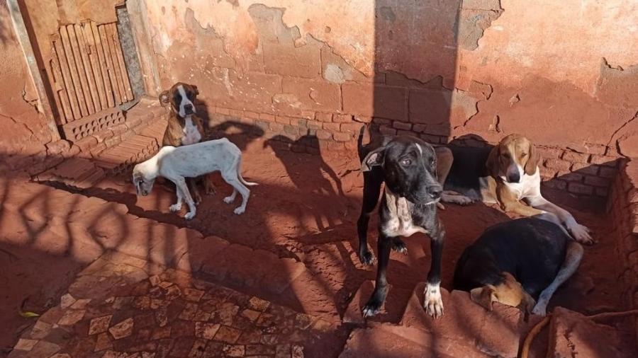 Os 39 cães foram encontrados em situação de maus-tratos, no interior de São Paulo - Acervo Pessoal/Kelsen Arioli