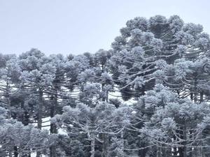 Brasil pode ter frio mais intenso do século, com neve e sensação