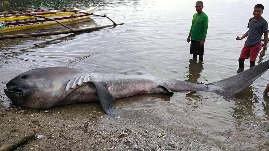 Tubarão-boca-grande encontrado morto em vila nas Filipinas - Reprodução/Facebook