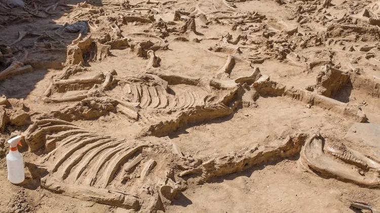 bbc - Alamy/WH Pics - Alamy/WH Pics