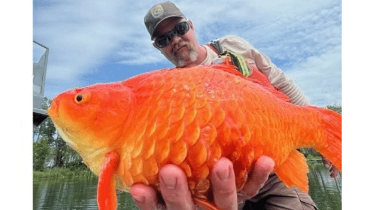 Peixe-dourado pode crescer e destruir ecossistema