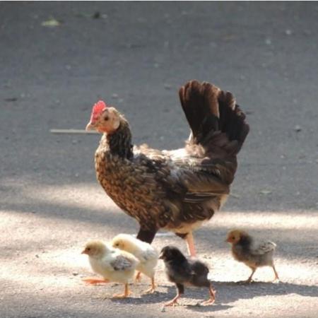 Galinha passeia livre pelo parque Água Branca em imagem do ano de 2020 Galinha passeia livre pelo parque Água Branca em imagem do ano de 2020