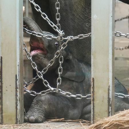 Elefante recém-nascido é exibido ao público no Zoológico Ueno, em Tóquio - Kyodo/Reuters