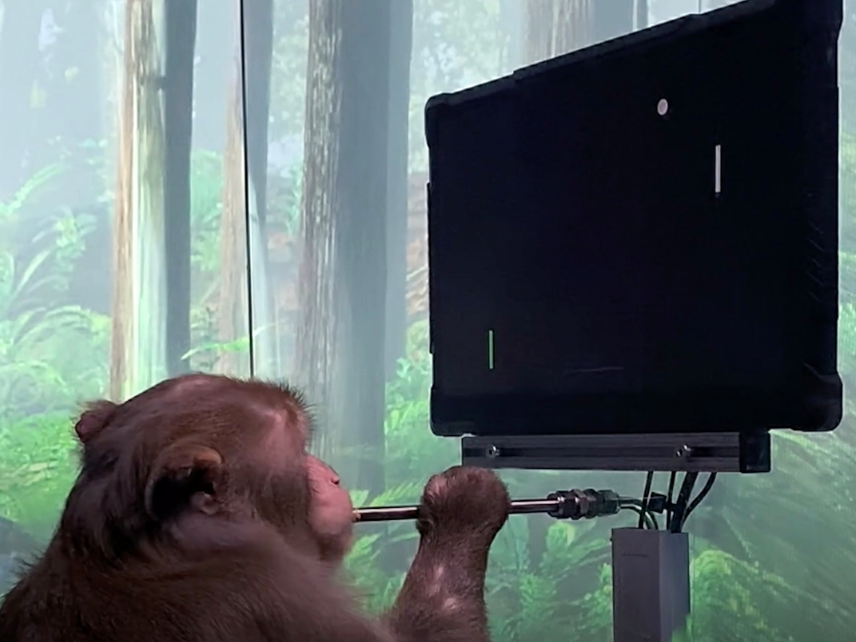Um homem paralisado está desafiando o macaco da empresa Neuralink