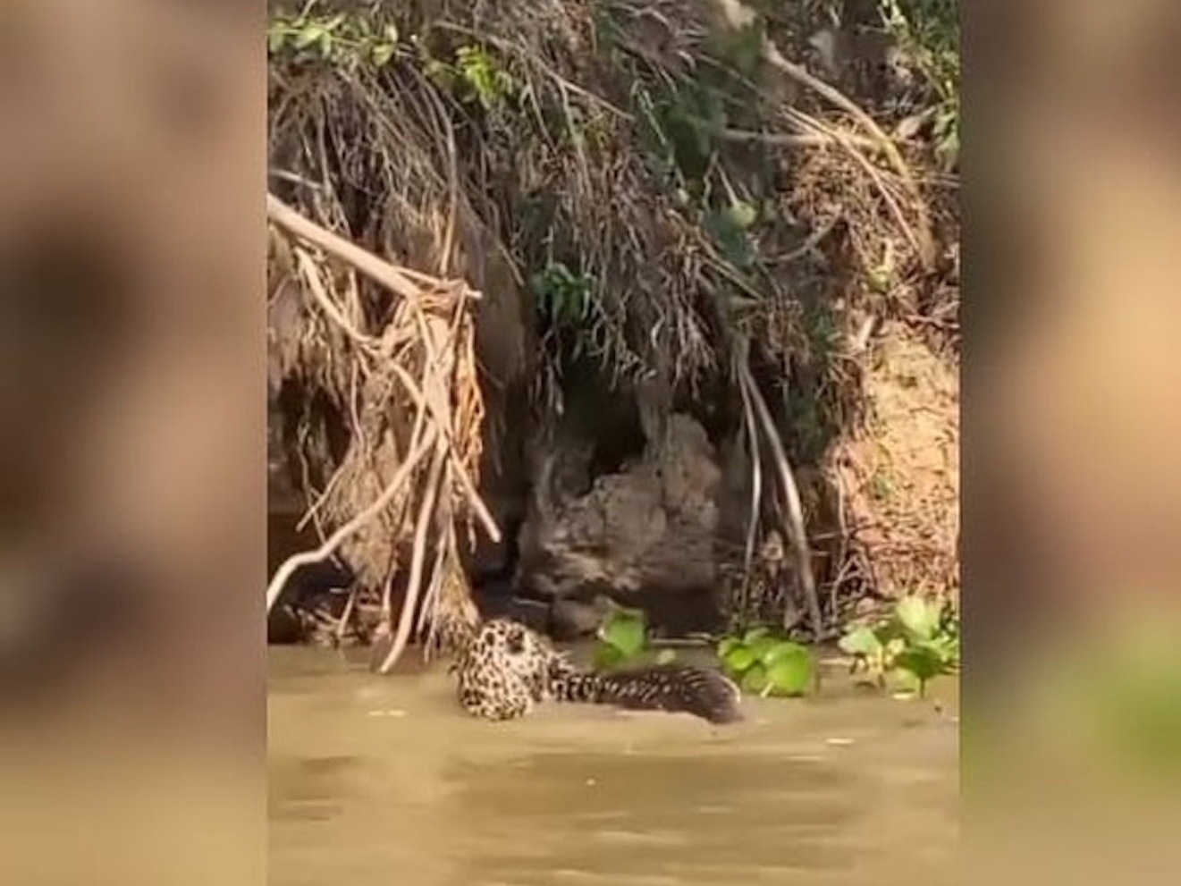 Elenco de 'Pantanal' compartilha histórias de perrengues nas gravações:  onça à noite, jacaré no rio, xixi atrás do carro - TV e Lazer - Extra  Online