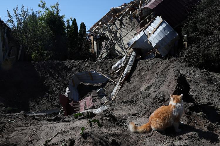 Cat seen next to collapsed house in Kharkiv - REUTERS/Leah Millis - REUTERS/Leah Millis
