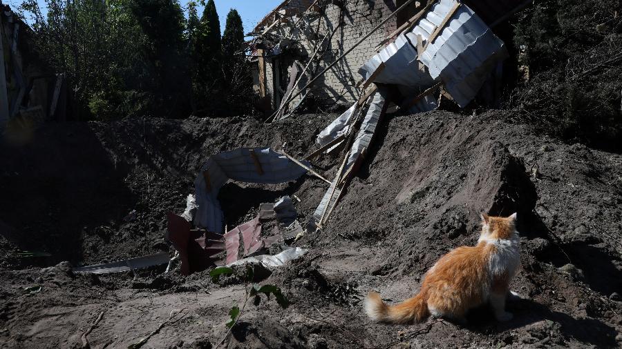 Gato é visto próximo a casa desmoronada após ataque em Kharkiv - REUTERS/Leah Millis