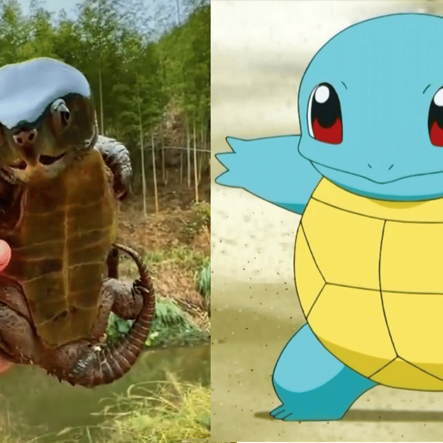 Pokémon? Biólogo explica quem é a tartaruga-cabeçuda chinesa