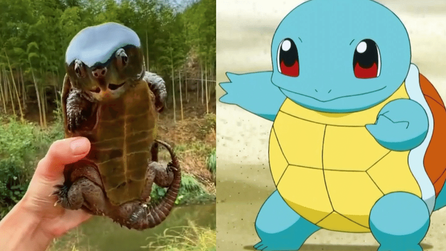 Squirtle? Tartaruga-cabeçuda chinesa chama a atenção e é comparada a um Pokemón - Reprodução/Twitter e Youtube