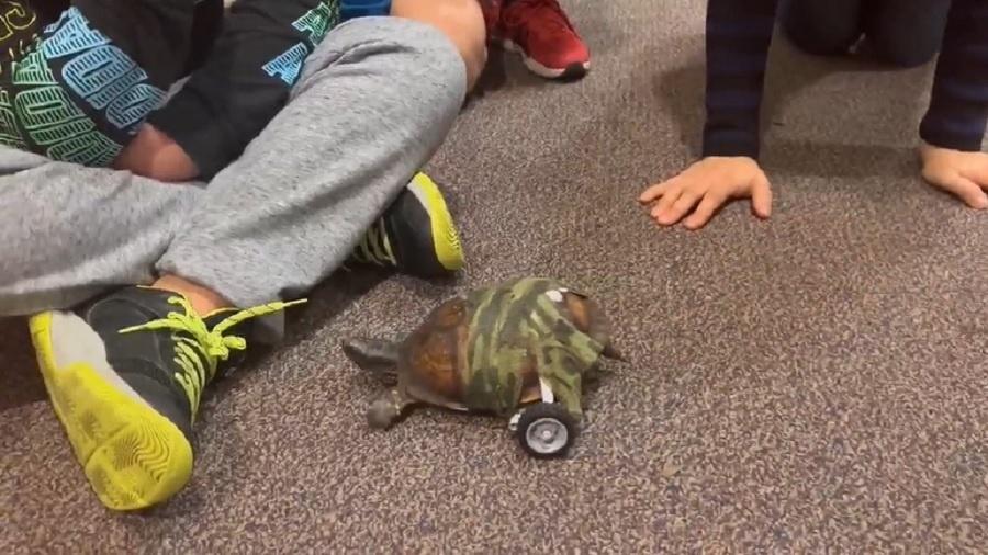 Tartaruga foi atropelada por um carro - Reprodução