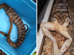 Lavrador picado por serpente venenosa gigante é salvo por