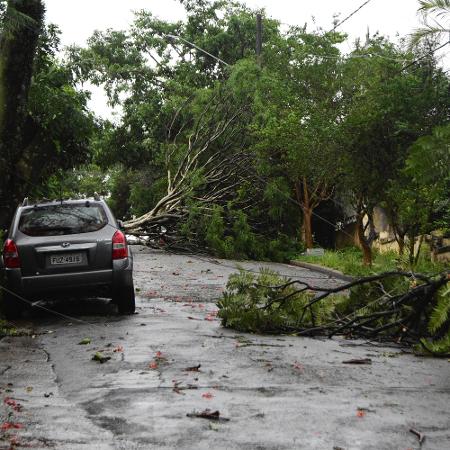 Chuvas e ventos fortes derrubaram árvores e deixaram milhões sem energia em SP