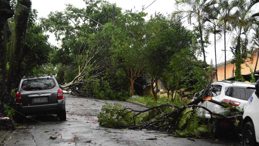 Chuvas e ventos fortes derrubaram árvores e deixaram milhões sem energia em SP