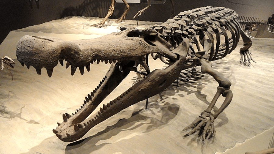 Fóssil do Deinosuchus exposto no Museu de História Natural de Utah (EUA) Fóssil do Deinosuchus exposto no Museu de História Natural de Utah (EUA)