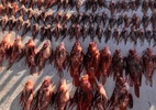 Mergulhadores capturam 138 peixes-leão em Noronha; por que isso preocupa?
