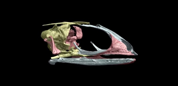 Imagem de raios-X do esqueleto fossilizado embrionário, feita pelo Síncrotron Europeu de Grenoble, revelou que tratava-se de um lagarto anguimorfo - Divulgação