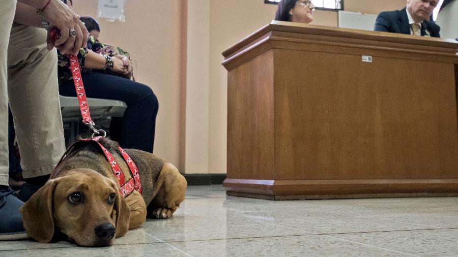 22.jul.2019 - Cachorro chamado "Campeão" foi o primeiro animal na América Latina a assistir como vítima de maus-tratos ao julgamento de sua ex-dona, na Costa Rica - Ezequiel Becerra/AFP