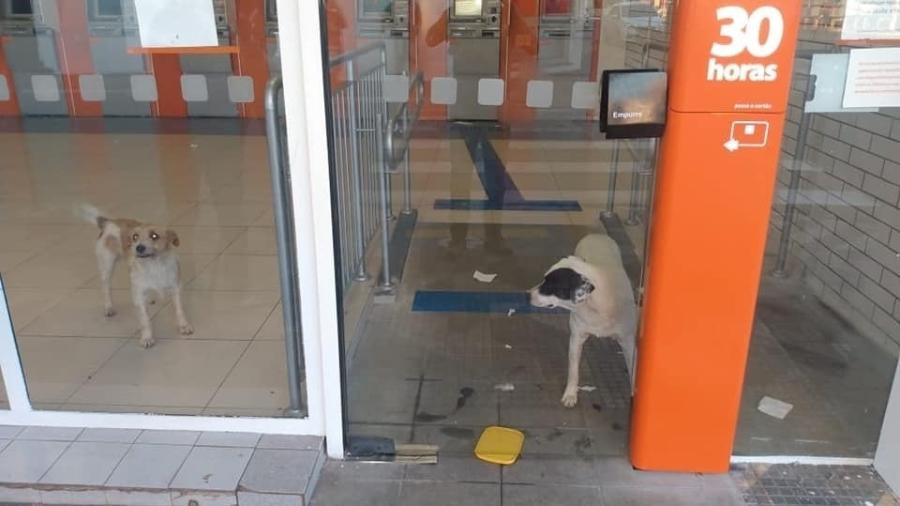 Cachorros ficam presos dentro de agência bancária em Itapetininga (SP) - Reprodução