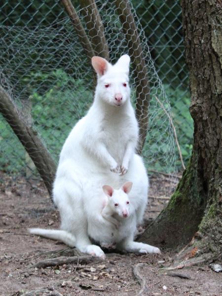 Mila, a bebê canguru albina, dentro da bolsa da mãe, no zoológico Kaiserslautern, na Alemanha - Divulgação