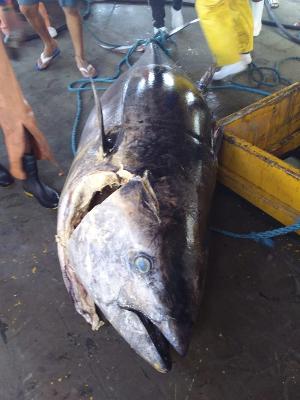 Pescadores fisgam atum de R$ 140 mil, mas detalhe faz perderem bolada