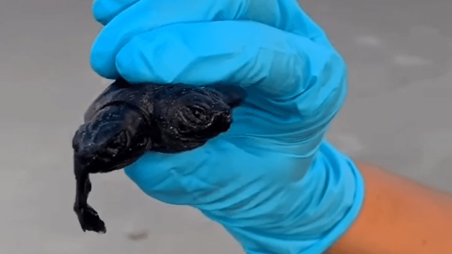 Filhote com duas cabeças na mão de um biólogo do Parque - Reprodução/Facebook/Cape Hatteras National Seashore?