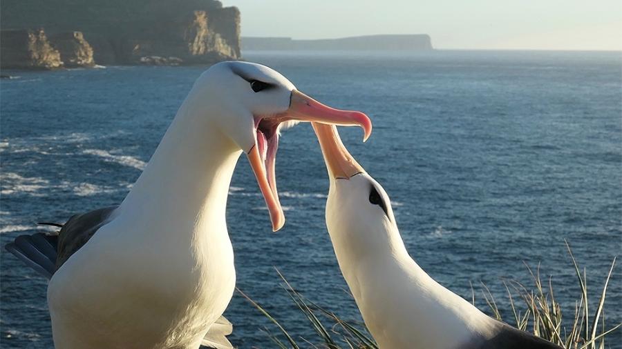 Os albatrozes são criaturas muito fiéis, mas o aquecimento das águas está colocando esta união à prova - Francisco Ventura via BBC