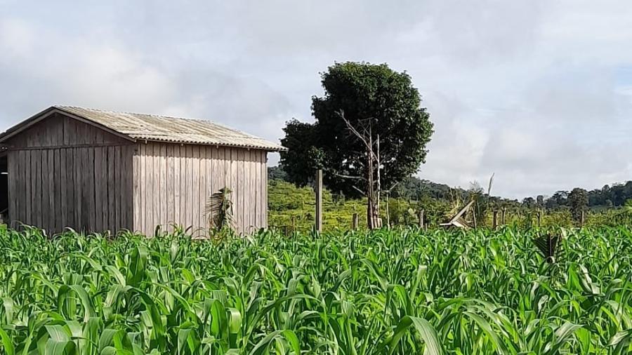 Lote 96, onde vivem produtores agroflorestais, era um dos locais beneficiados por criação de assentamento  - Arquivo pessoal