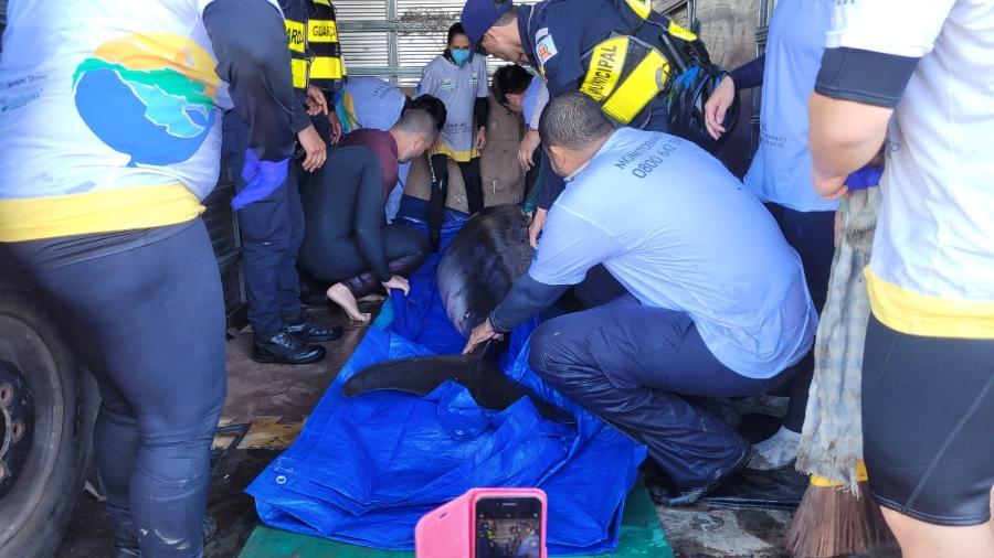Golfinho foi resgatado e encaminhado ao Centro de Reabilitação e Despetrolização de Animais Marinhos, no Guarujá (SP) - Divulgação/ Instituto Gremar
