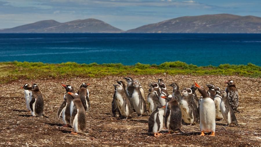 Pinguins são uma das atrações nas Malvinas