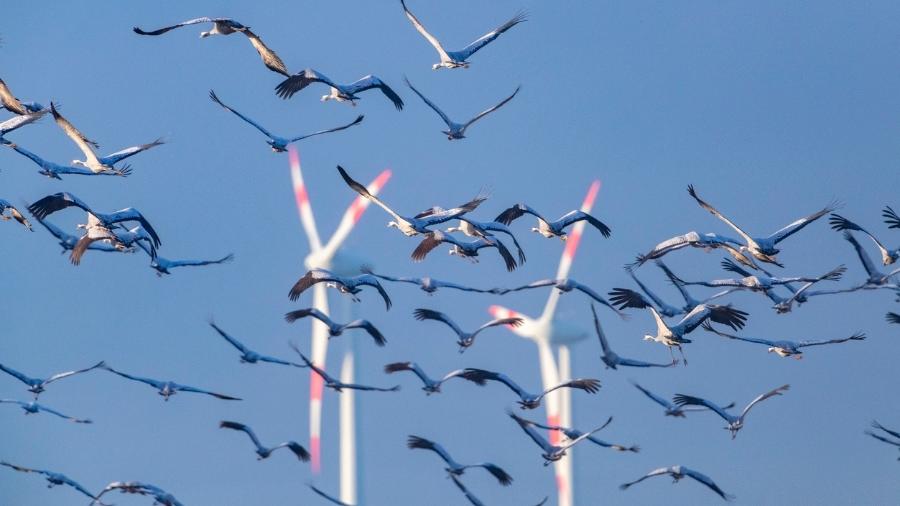 Pássaros voando próximo a turbinas eólicas ao fundo; além do barulho, turbinas podem também atingir aves. Startups estão pensando em soluções que fazem menos ruídos e que são seguras para as aves