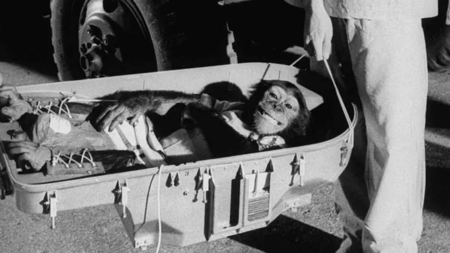 31.jan.1961 -  Ham, o chimpanzé, retorna à Terra após seu passeio histórico de 16 minutos pelo espaço em 1961 31.jan.1961 -  Ham, o chimpanzé, retorna à Terra após seu passeio histórico de 16 minutos pelo espaço em 1961