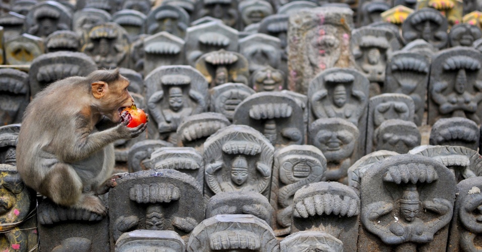 19.ago.2015 - Macaco radiata senta-se em uma estátua em homenagem ao deus serpente para comer uma romã deixada como oferenda por devotos durante o festival de Nag Panchami em um templo nos arredores de Bangalore, na Índia