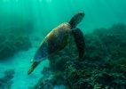 Casamento milionário é transferido para proteger tartarugas no Chipre - Jason Edwards/National Geographic Creative