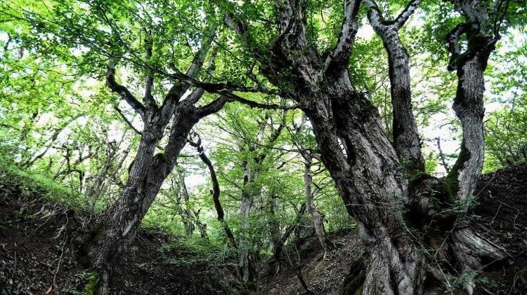 O Irã também abriga patrimônios naturais, como as Florestas da Hircânia - Getty Images