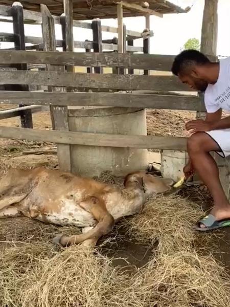 Atacante alimenta a vaca enquanto ela se recupera do abuso - Reprodução/Facebook