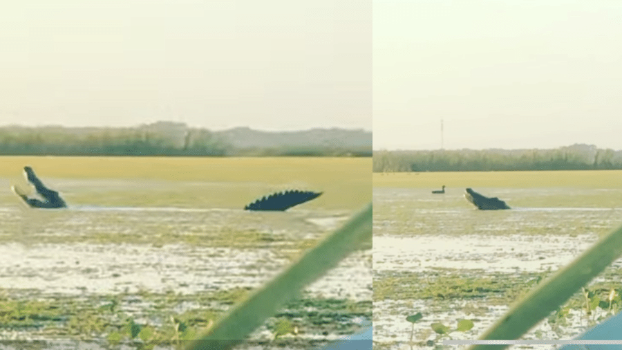 Crocodilo gigante abocanha pato em pântano na Flórida (EUA) - Reprodução/Facebook/Cass Couey