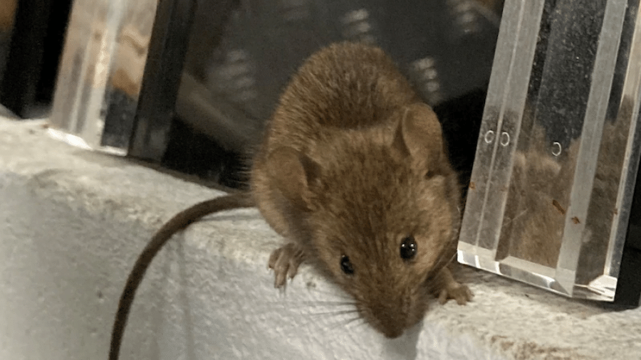 Rato encontrado no prédio do Centro Correcional de Wellington, na Austrália - Wellington Correctional Centre/Reprodução NBC