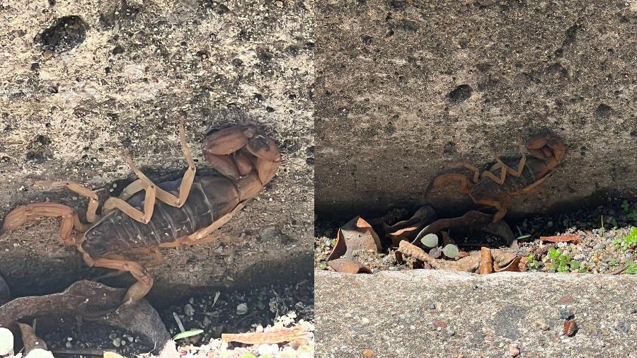 Escorpião foi visto em rua próximo a uma creche em Blumenau - Arquivo pessoal