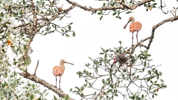 Second Place in Mangroves and Wildlife: Spoonbill, Priscila Forone, Brazil - Priscila Forone - Priscila Forone