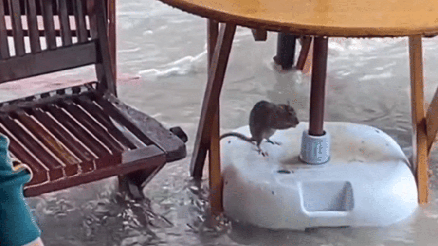 Ratinho ganhou a torcida dos frequentadores do bar para que não sucumbisse à enchente - Reprodução de vídeo