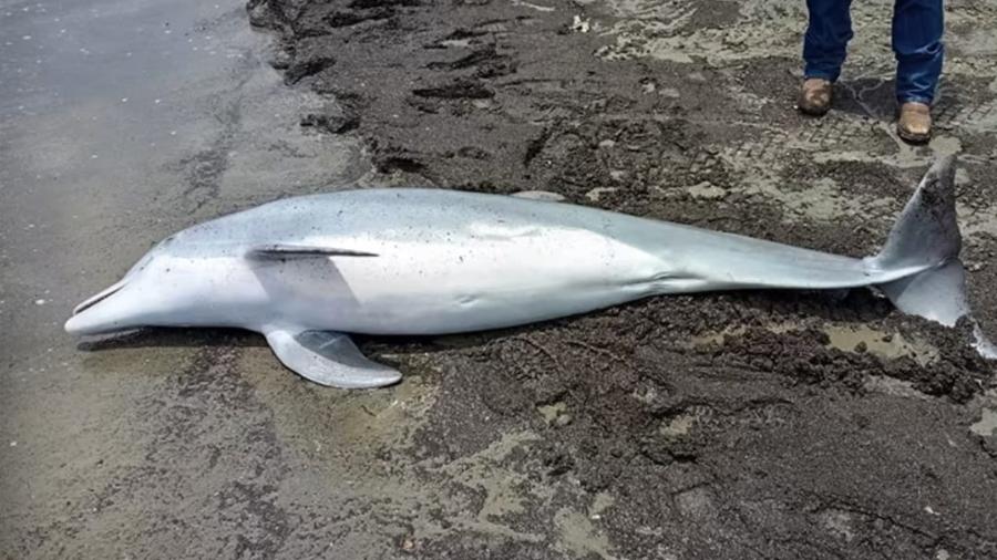 Golfinho é baleado e morto nos EUA