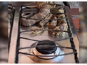 Homem encontra cobra cascavel em cima do fogão de sua casa em GO; veja