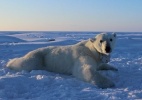 Câmera em coleira mostra luta de ursos polares para achar comida no Ártico - Anthony Pagano/USGS