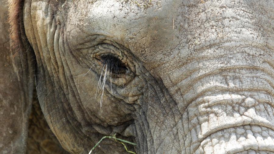 O elefante, conhecido popularmente como "Voortrekker", era parte de um rebanho raro adaptado ao deserto de Ugab - Reuters