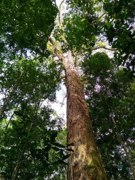 A mais alta das árvores gigantes da Amazônia está dentro de uma unidade de conservação estadual de uso sustentável, a Floresta Estadual do Parú (PA) - Divulgação/Jonathan dos Santos