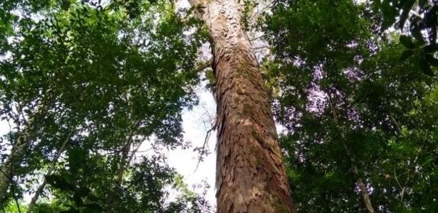 Maior árvore da América Latina está dentro de uma unidade de conservação estadual de uso sustentável